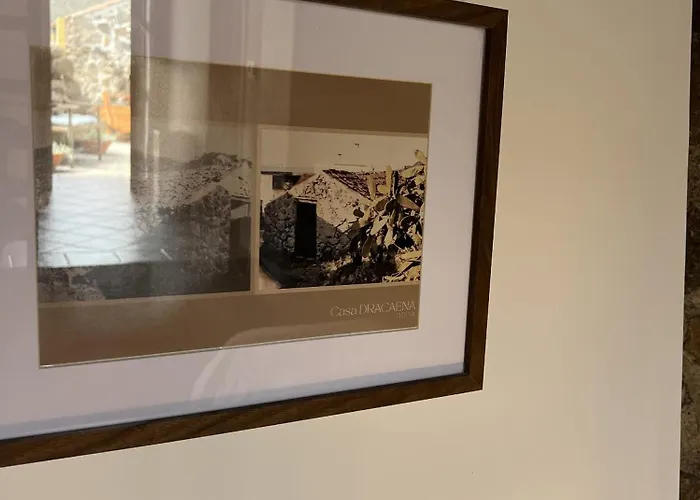 Chc - Dracaena Buenavista Del Norte