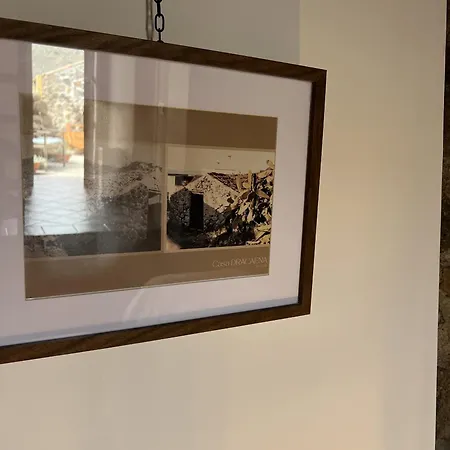 Chc - Dracaena Buenavista Del Norte